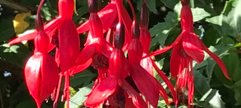 Manx flora and fauna&nbsp;🇮🇲